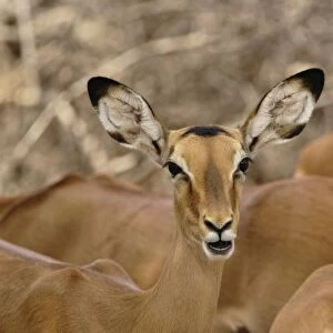 Female Impala, Aepyceros melampus, Samburu Game Reserve, Kenya