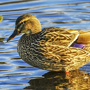 Female mallard duck, Juanita Bay Park, Kirkland Washington State
