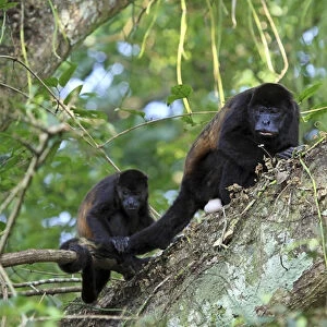 A female Mantled Howler Monkey (Alouatta palliata) in a tree with her young, Lomas