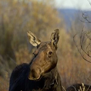 Female Moose banded with tracking devise, Grand Teton NP, Wyoming
