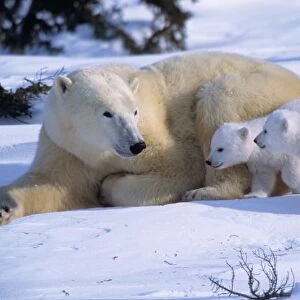 Female Polar Bear Lying Down with 2 coys(cubs of the year) Running Toward Her, Canada
