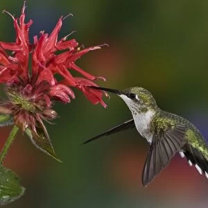 Female Ruby-throated Hummingbird feeding on flower, Louisville, Kentucky