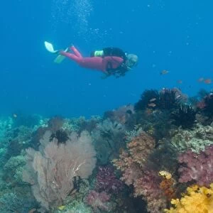 Female scuba diver near vibrant and colorful sloft corals (Dendronepthya sp. ) Raja