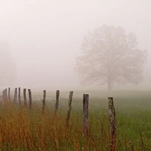 Fence and trees in foggy meadow Cades Cove Great Smoky Mountains N. P. TN