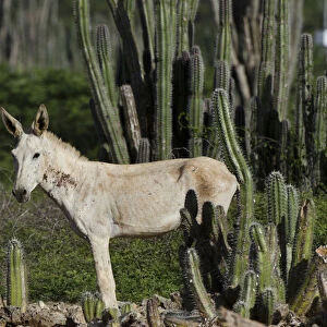 Feral Donkey or Ass (Equus africanus asinus) in Cactus scrub eco-system