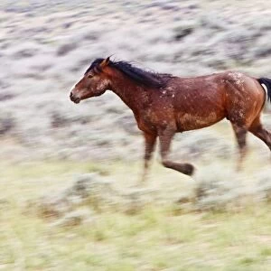 Feral Horse (Equus caballus) adult running in the high, sagebrush country east of Cody