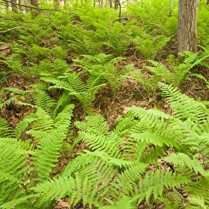 Ferns in the forest near Marquoit Bay in Brunswick, Maine