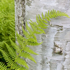 Ferns next to a paper birch tree (Betula papyrifera) in the Reed Plantation in Reed