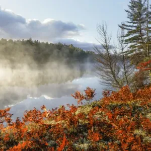 Ferns on shoreline of Tahquamenon River at sunrise, near Paradise, Michigan, Upper Ferns on shoreline of Tahquamenon River at sunrise, near Paradise, Michigan, Upper
