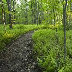 Ferns and a trail in Grafton, Massachusetts. Hassanamesitt Woods. Worceseter County