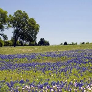 A field of Bluebonnet and Pink Evening Primrose wildflowers in Washington County, Texas