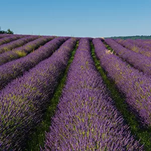 A field of Lavender, in bloom. Sault, Provence, France