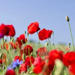 Field with poppy and conrflowers in the Usedomer Schweiz on the island of Usedom Field with poppy and conrflowers in the Usedomer Schweiz on the island of Usedom