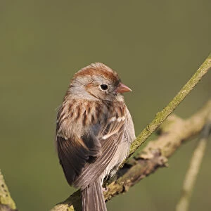 Field Sparrow Spizella pusilla Field SparrowSpizella pusilla Field SparrowSpizella