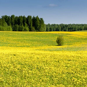 Fields at Varska, Estonia, Baltic States, Europe