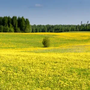 Fields at Varska, Estonia, Baltic States, Europe