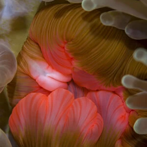 Fiji. Close-up of anemone mouth. Credit as: Jones & Shimlock / Jaynes Gallery / DanitaDelimont