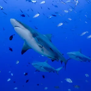 Collections: Oceania
