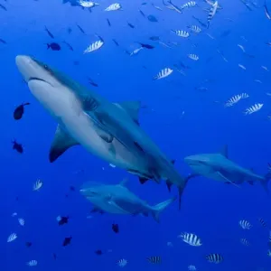Oceania Prints: Fiji