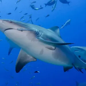 Fiji. Close-up of bull sharks. Credit as: Jones & Shimlock / Jaynes Gallery / DanitaDelimont