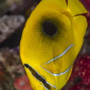Fiji. Close-up of eclipse butterflyfish. Credit as: Jones & Shimlock / Jaynes Gallery Fiji. Close-up of eclipse butterflyfish. Credit as: Jones & Shimlock / Jaynes Gallery