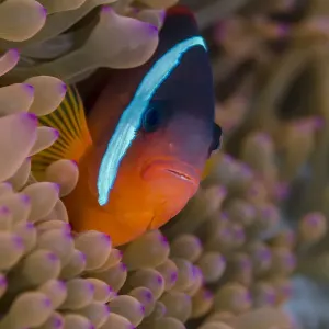 Fiji. Clownfish hiding among sea anemones