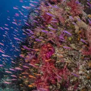 Fiji. Reefscape with coral and anthias. Credit as: Jones & Shimlock / Jaynes Gallery Fiji. Reefscape with coral and anthias. Credit as: Jones & Shimlock / Jaynes Gallery