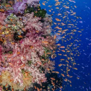 Fiji. Reefscape with coral and anthias. Credit as: Jones & Shimlock / Jaynes Gallery