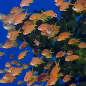Fiji. Schooling scalefin anthia fish. Credit as: Jones & Shimlock / Jaynes Gallery / DanitaDelimont Fiji. Schooling scalefin anthia fish. Credit as: Jones & Shimlock / Jaynes Gallery / DanitaDelimont