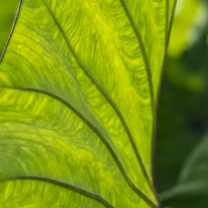 Fiji, Taveuni Island. Back-lit close-up of a green leaf showing veins