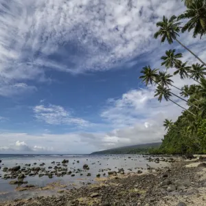 Taveuni Island Print - Palm Tree Beach Scene