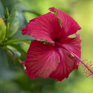 Fiji, Taveuni Island. Close-up of Hibiscus flower