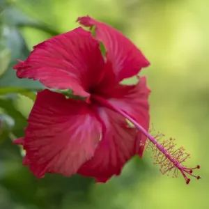 Fiji Taveuni Island Hibiscus Flower Print