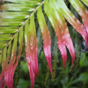 Taveuni Island Red-Tipped Fern Print