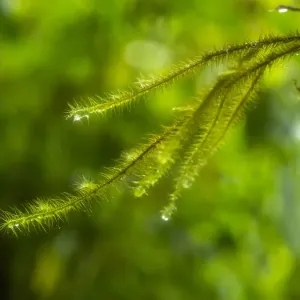 Taveuni Island Fern Print