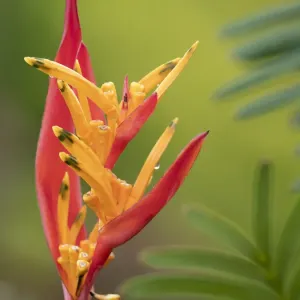Fiji Taveuni Island Print: False Bird of Paradise Flower