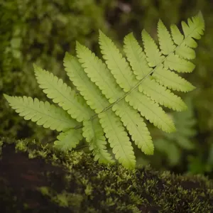 Fiji, Taveuni Island. Small fern on a moss-covered log