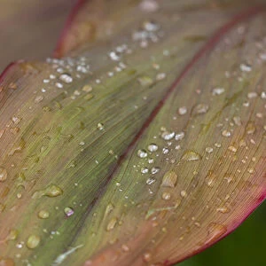 Fiji, Taveuni Island. Water droplets on a red and green leaf