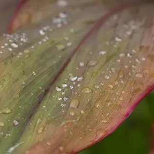 Taveuni Island Print: Water Droplets on a Red and Green Leaf