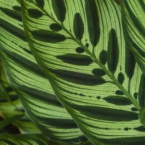 Vanua Levu Green Leaf Print