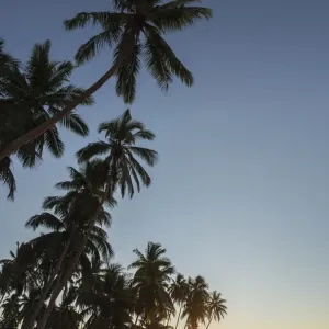 Fiji, Vanua Levu. Beach sunset with palm trees