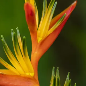 Fiji, Vanua Levu. Close-up of Bird Of Paradise plant