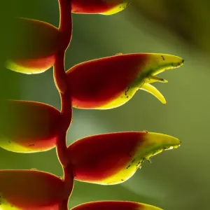 Fiji Vanua Levu Print of Heliconia Plant Close-up