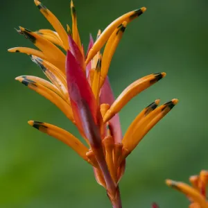 Vanua Levu Print: False Bird Of Paradise Flower