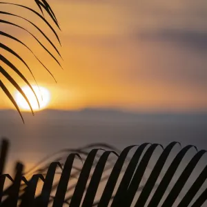 Fiji, Vanua Levu. Palm fronds silhouetted in sunset over the ocean