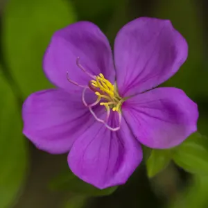 Vanua Levu Print: Purple Flower with Yellow Stamens