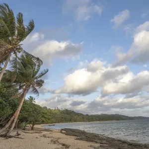 Fiji Viti Levu Print: Palm Trees and White Clouds Over a Beach