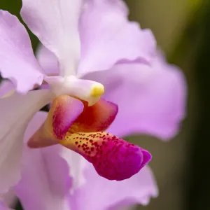 Fiji, Viti Levu. Pink orchid close-up