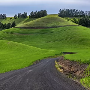 Filan gravel road in rolling hills of wheat near Colfax, Washington State, USA