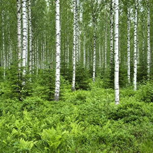 Finlandia, Savonlinna, birches forest
